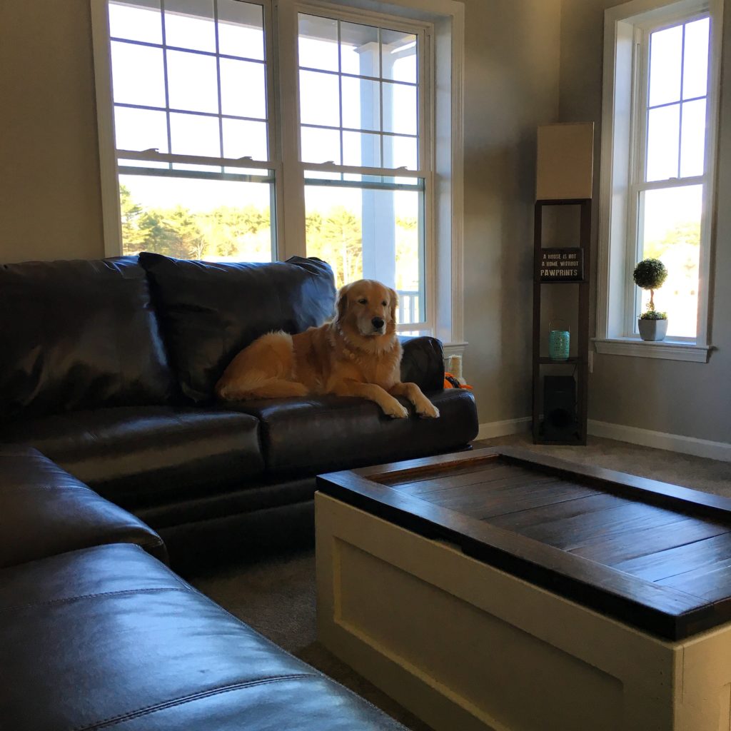 living-room-with-dog